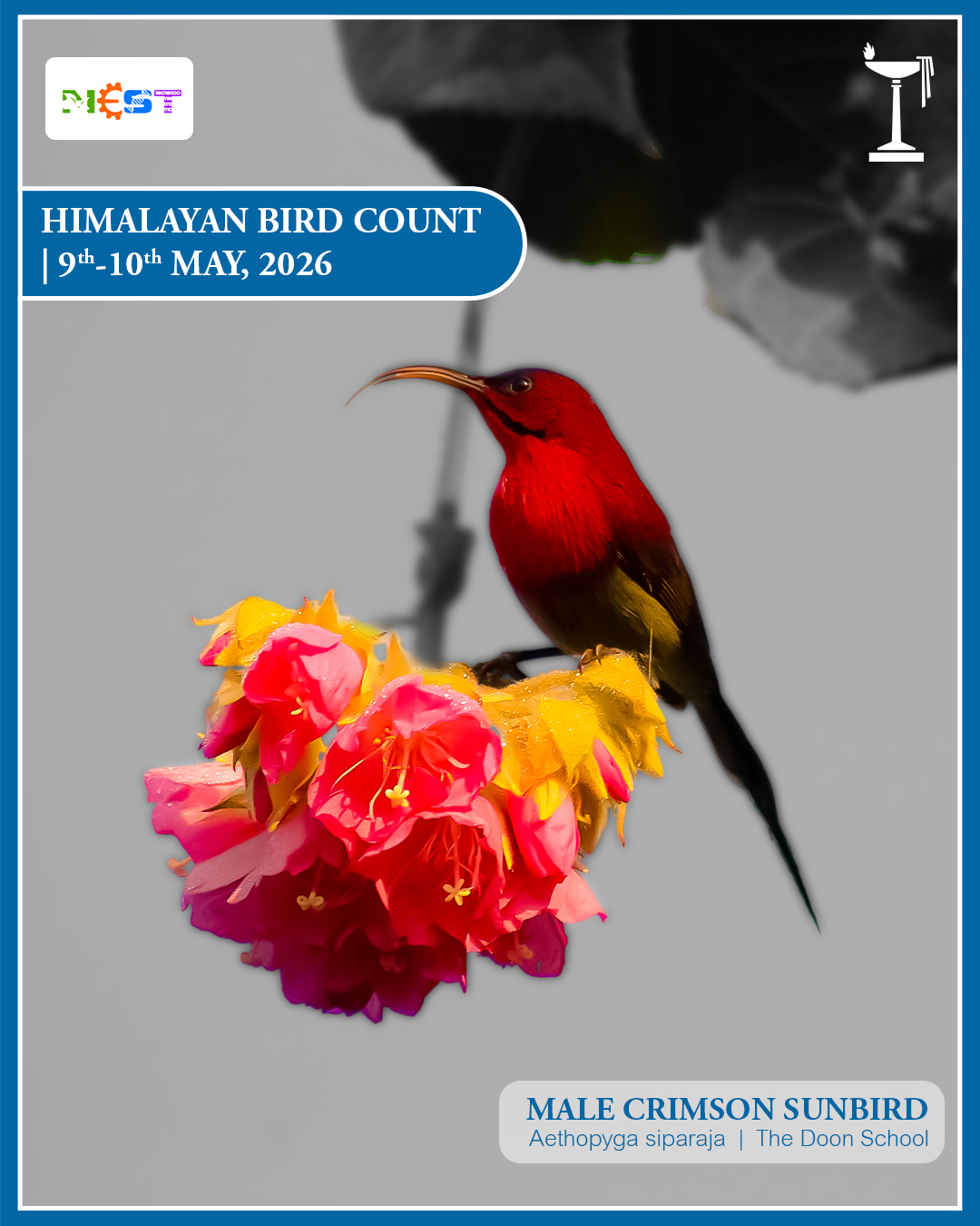 bird cover page.jpg